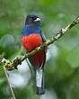 Trogon surucua