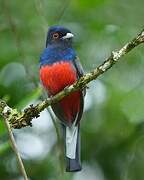 Surucua Trogon