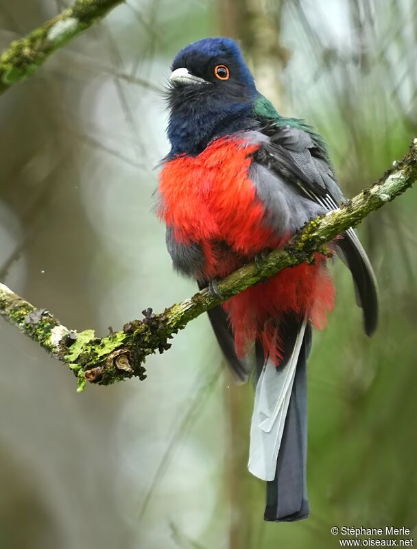 Surucua Trogon male adult