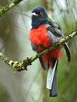 Trogon surucua