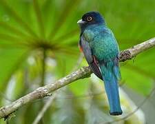 Surucua Trogon