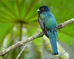 Trogon surucua