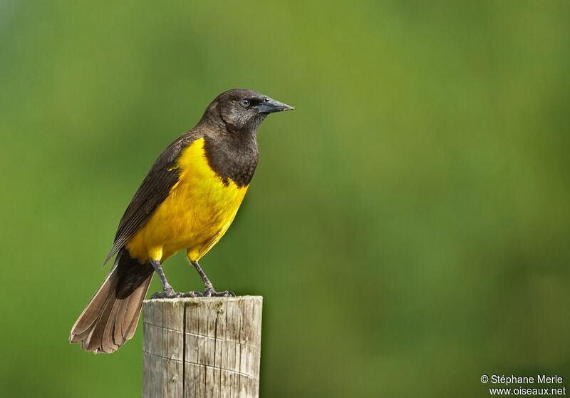 Yellow-rumped Marshbirdadult