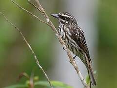 Streaked Flycatcher