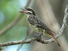 Streaked Flycatcher