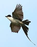 Fork-tailed Flycatcher