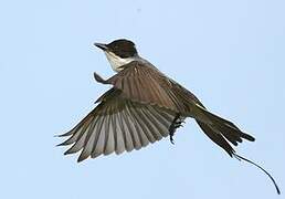 Fork-tailed Flycatcher