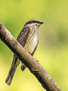 Piratic Flycatcher