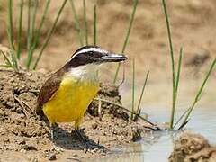 Boat-billed Flycatcher