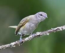 Planalto Tyrannulet