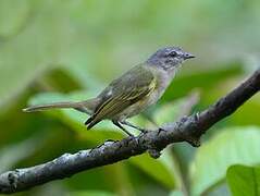 Planalto Tyrannulet