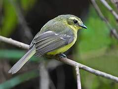 Yellow Tyrannulet