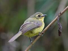 Yellow Tyrannulet