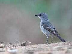 Sooty Tyrannulet