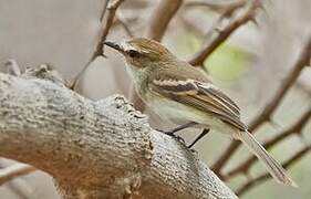 Southern Mouse-colored Tyrannulet