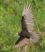 Lesser Yellow-headed Vulture