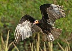 Lesser Yellow-headed Vulture