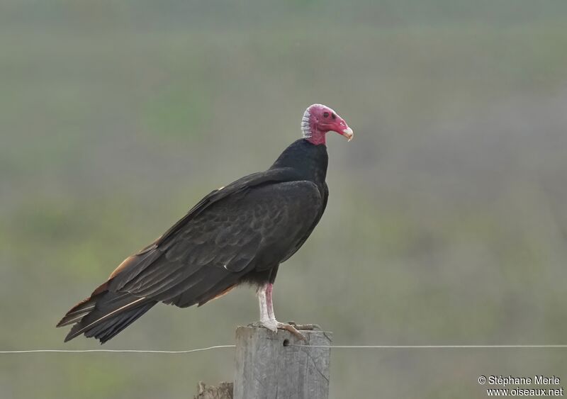 Turkey Vulture