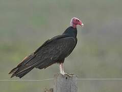 Turkey Vulture