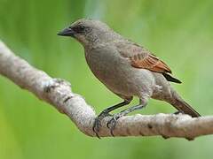 Greyish Baywing