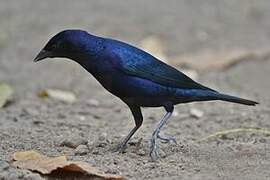 Shiny Cowbird