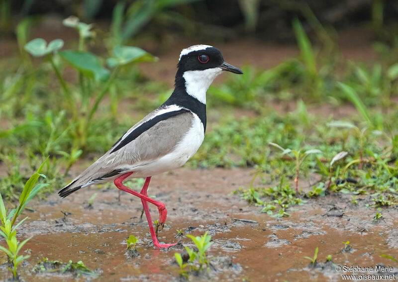 Pied Ploveradult