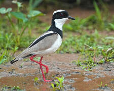 Pied Plover