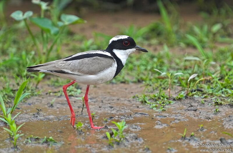 Pied Plover