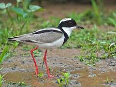 Pied Plover