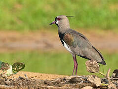 Southern Lapwing