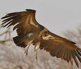 Vautour africain