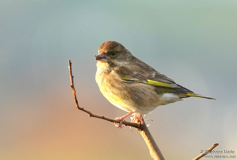 European Greenfinch female adult