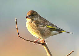 European Greenfinch