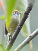 Rufous-crowned Greenlet