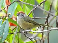 Rufous-crowned Greenlet