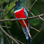 Trogon rosalba