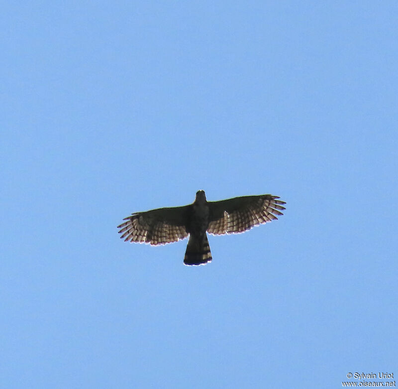 Aigle ornéadulte