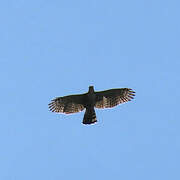 Ornate Hawk-Eagle