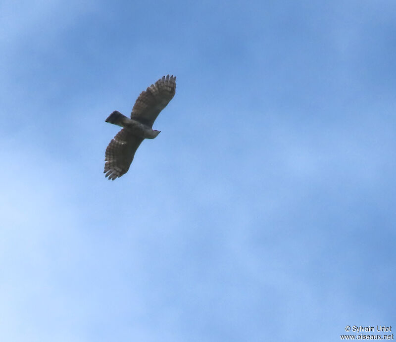 Aigle ornéjuvénile