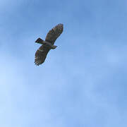 Ornate Hawk-Eagle