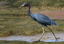 Aigrette bleue