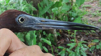 Little Blue Heron