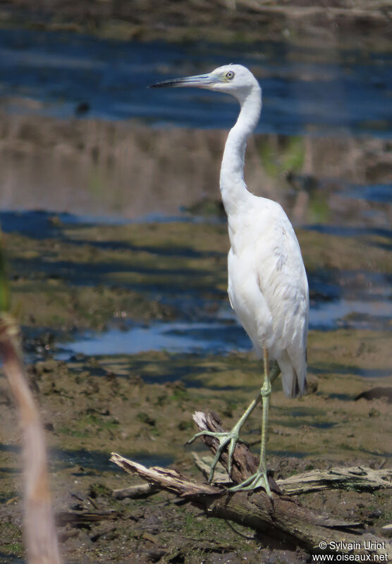 Aigrette bleuejuvénile