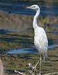 Aigrette bleue