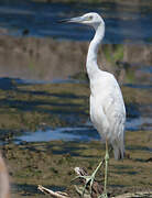 Little Blue Heron