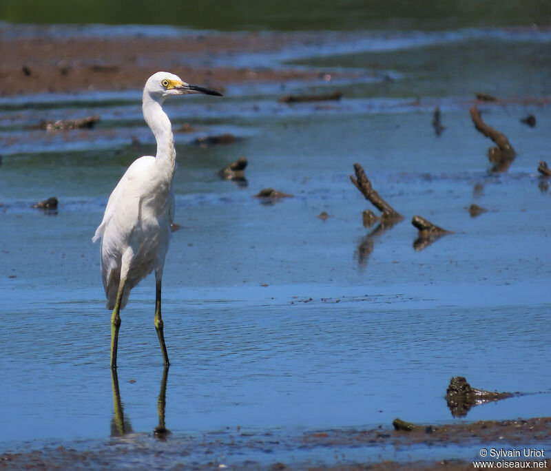 Snowy Egretadult