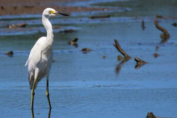 Aigrette neigeuse