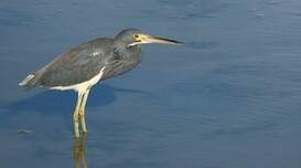 Aigrette tricolore