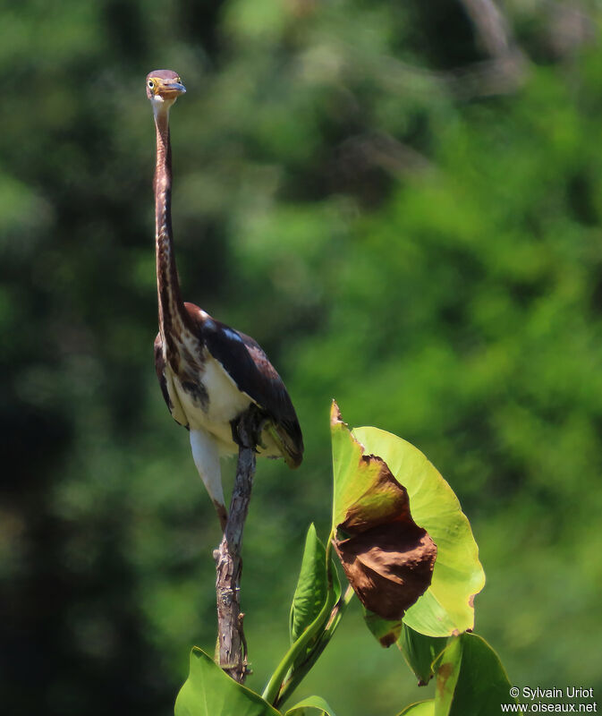 Tricolored Heronimmature