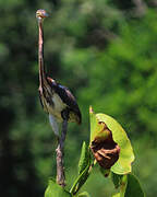 Aigrette tricolore